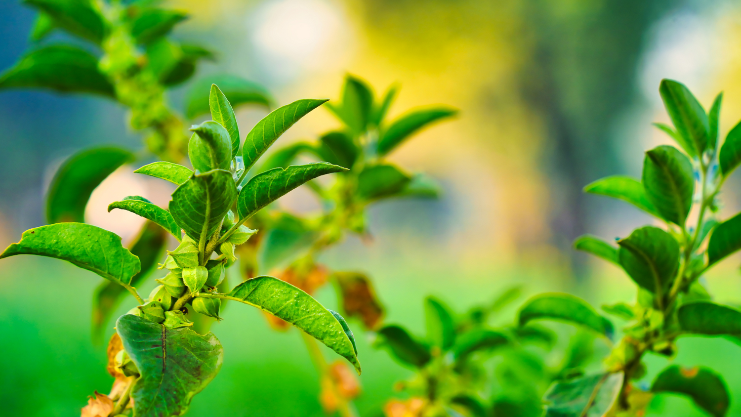 Ashwagandha, the ancient herb of modern health?